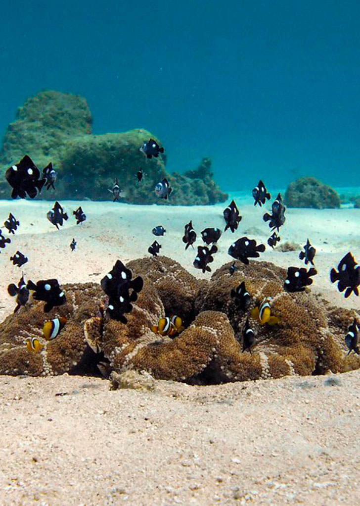 Ocean legacy diving center